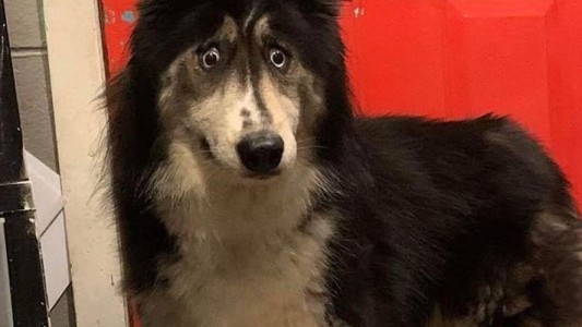 La emotiva historia de la perra que nadie quería adoptar