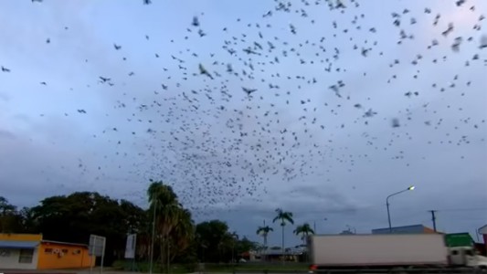 Increíble "tornado de murciélagos"
