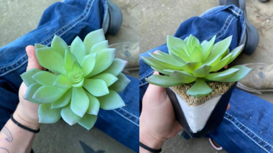 Desilusión: cuidó su planta por años hasta que descubrió que era artificial