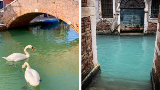 Venecia en cuarentena: aguas cristalinas, cisnes y peces