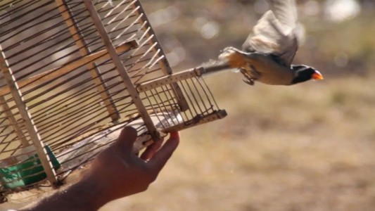 Un hombre liberó a sus pájaros luego de sentir el encierro en carne propia