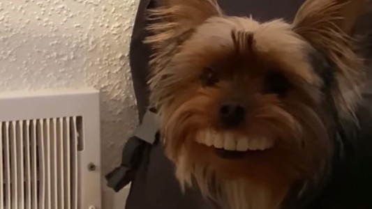 El video del perro que fue viral