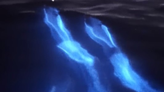 Un fotógrafo captó a tres delfines brillantes mientras nadaban