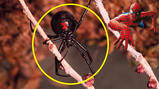 Tres hermanitos se hicieron picar por una araña para convertirse en superhéroes