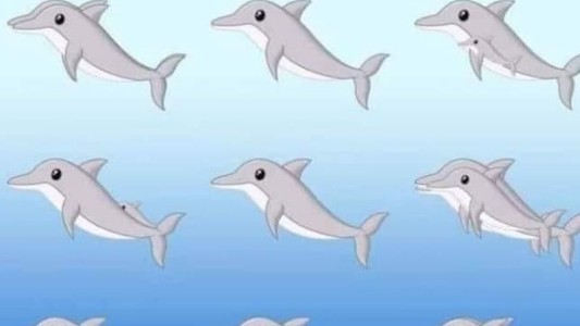 El nuevo desafío que es furor en redes: ¿Cuántos delfines ves?