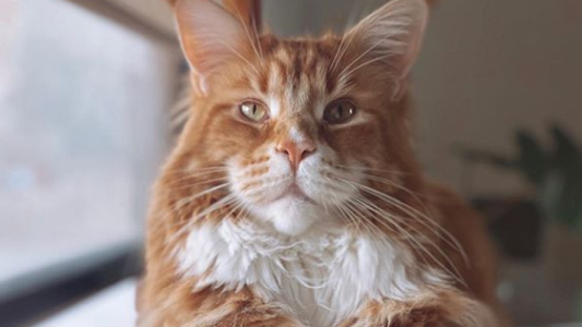 El increíble gato que pesa más de 14 kilos y mide un metro