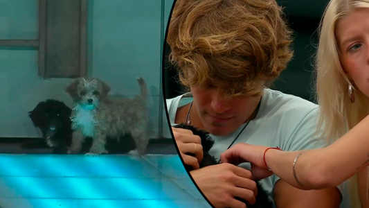 perros Moro Caramelo nuevos integrantes casa Gran Hermano