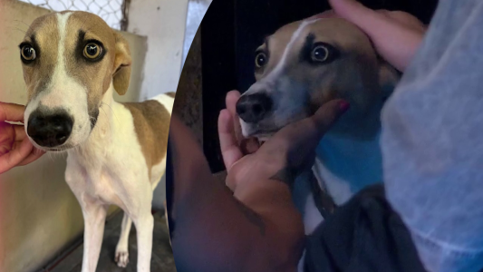 Arturo: el perro maltratado, explotado en las carreras y abandonado en un baldío que necesita amor