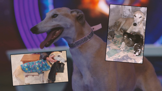 La historia de Paris, la perra que es mitad ciega y fue mamá tras ser abandonada