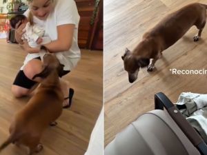 Video | Sofía Pachano grabó la reacción de su perro al conocer por primera vez a su bebé