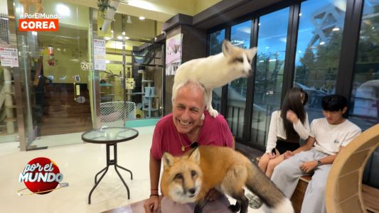 Café con animales en Corea: mapaches, suricatas, zorros, la Tora, Marley y más