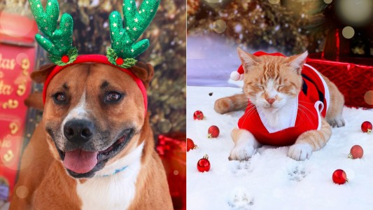 Navidad solidaria: un refugio vistió a sus animales de Papá Noel para fomentar la adopción