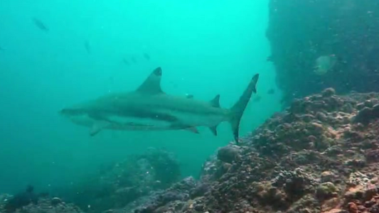 ¡Un tiburón atacó a Marley y Catherine Fulop en Fiji!