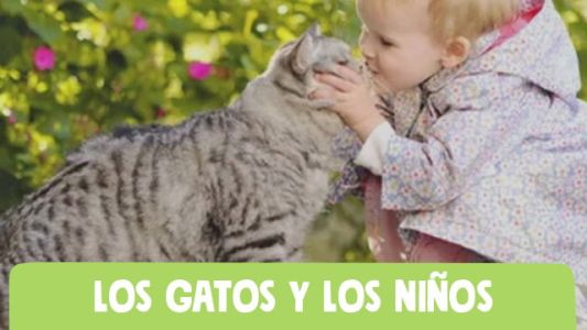 ¿Pueden los gatos transmitir enfermedades?