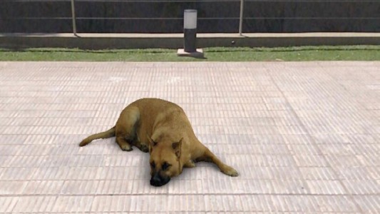 Las reacciones más insólitas al “filtro del perro”