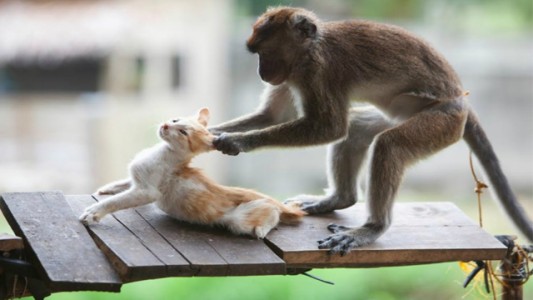 El tierno video viral de un monito abrazando a un gato