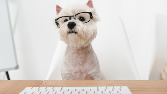 Mascotas en la oficina