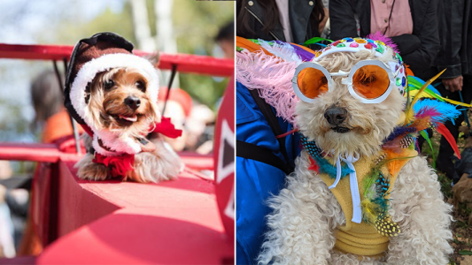Desfile de disfraces perrunos en Nueva York