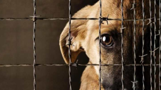 Reforma de la Ley de protección animal: ¿Sí o no?