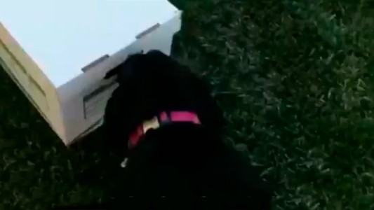 [VlRAL] El mejor regalo para un perro