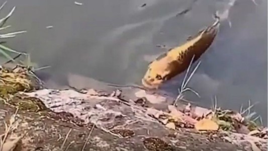 Conocé al pez con cara humana que se volvió viral