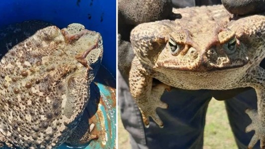 Encuentran a uno de los sapos más venenosos del mundo en Argentina
