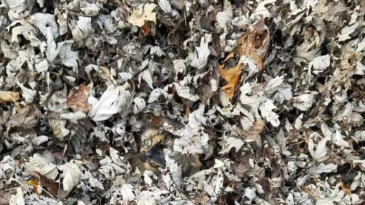 Encontrá al gato camuflado entre las hojas