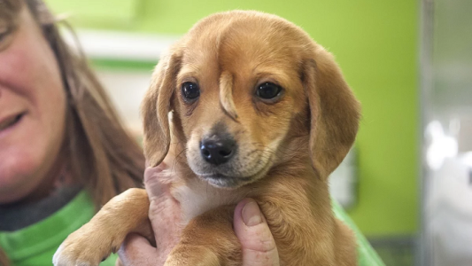 Conmoción por la adopción de un "perro unicornio"