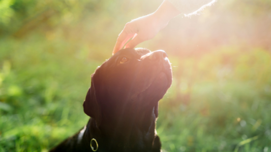 Crueldad animal: multas de $42.800 para quienes no cuiden a sus mascotas