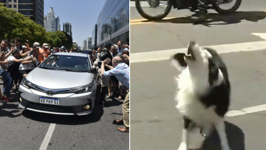 El perro que no se quiso perder la salida de Alberto Fernández
