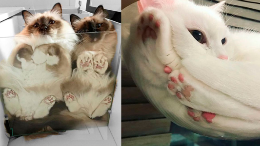 Un hilo de gatos que no vas a poder creer