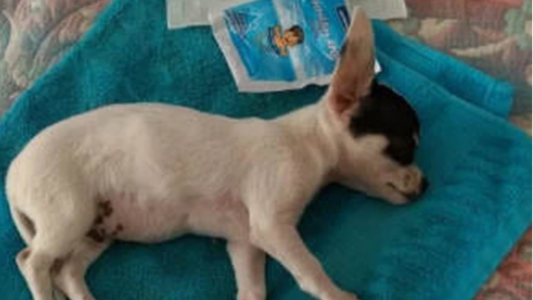 No a la pirotecnia: el caso del cachorrito que sufrió daño cerebral