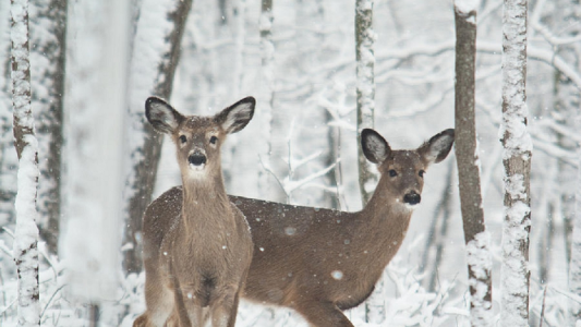 El emocionante rescate de un ciervo que conmocionó a todos