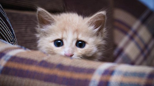 ¿Cómo proteger a los gatos de la pirotecnia?