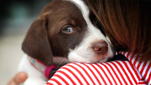 Alerta de pirotecnia: Qué hacer con las mascotas en las fiestas