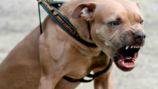 El hombre que luchó contra un temible perro para salvar la vida de un nene