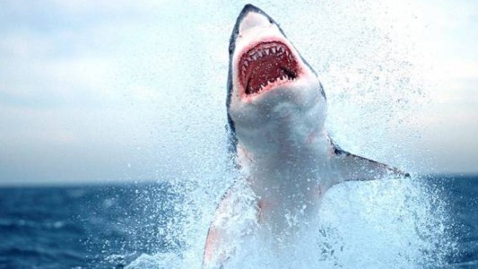 Aparecieron tiburones en Monte Hermoso