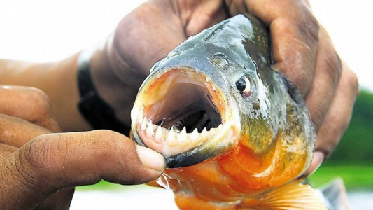 Ataque de palometas en un balneario de Santa Fé