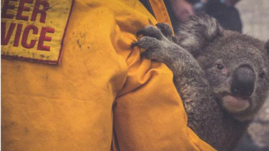 Triste: murieron 480 millones de animales por los incendios en Australia