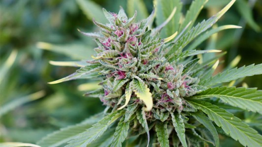 El cannabis se legalizó en Illinois y las ventas fueron récord