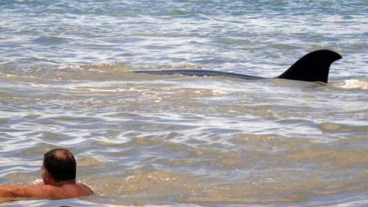 Increíble descubrimiento en la playa de Monte Hermoso
