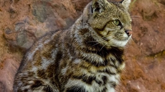 Fue visto en Mendoza un animal en peligro de extinción