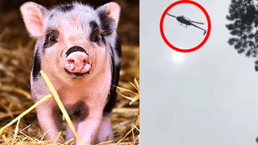 ¡Tristeza y repudio! Murió el chanchito que fue arrojado desde un helicóptero