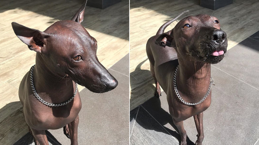 “Piper”, el perro que parece una estatua y es furor en las redes