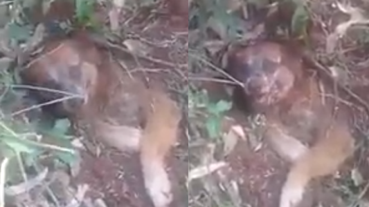 Rescataron a un perro que fue enterrado vivo