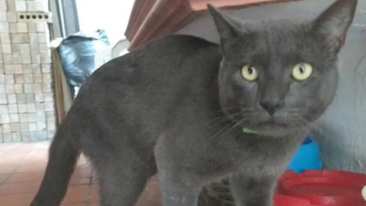 ¡Descubrió que su gato tenía doble vida!