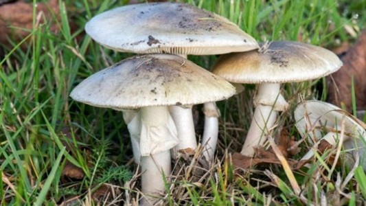 Un turista comió el "hongo de la muerte" y murió