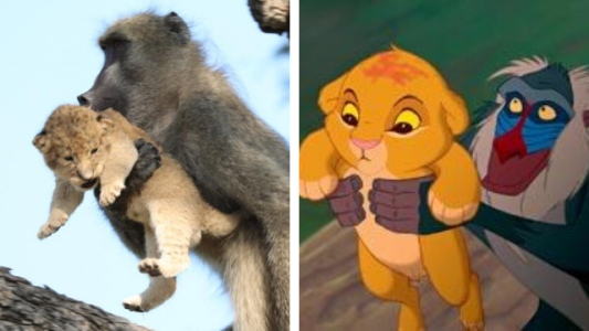 Un babuino recrea la escena de El Rey León (pero esta vez termina mal)