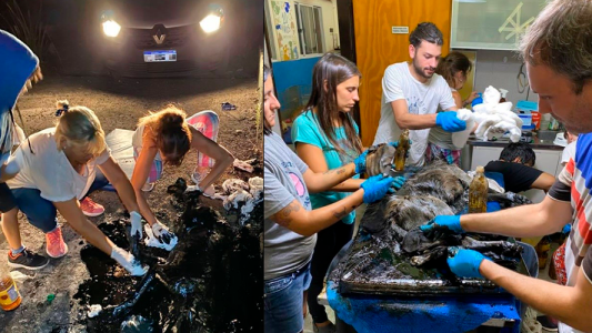 Conmovedor rescate de un perro en Merlo