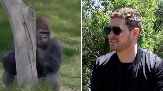 El particular show de Michael Bublé en un zoológico de Australia